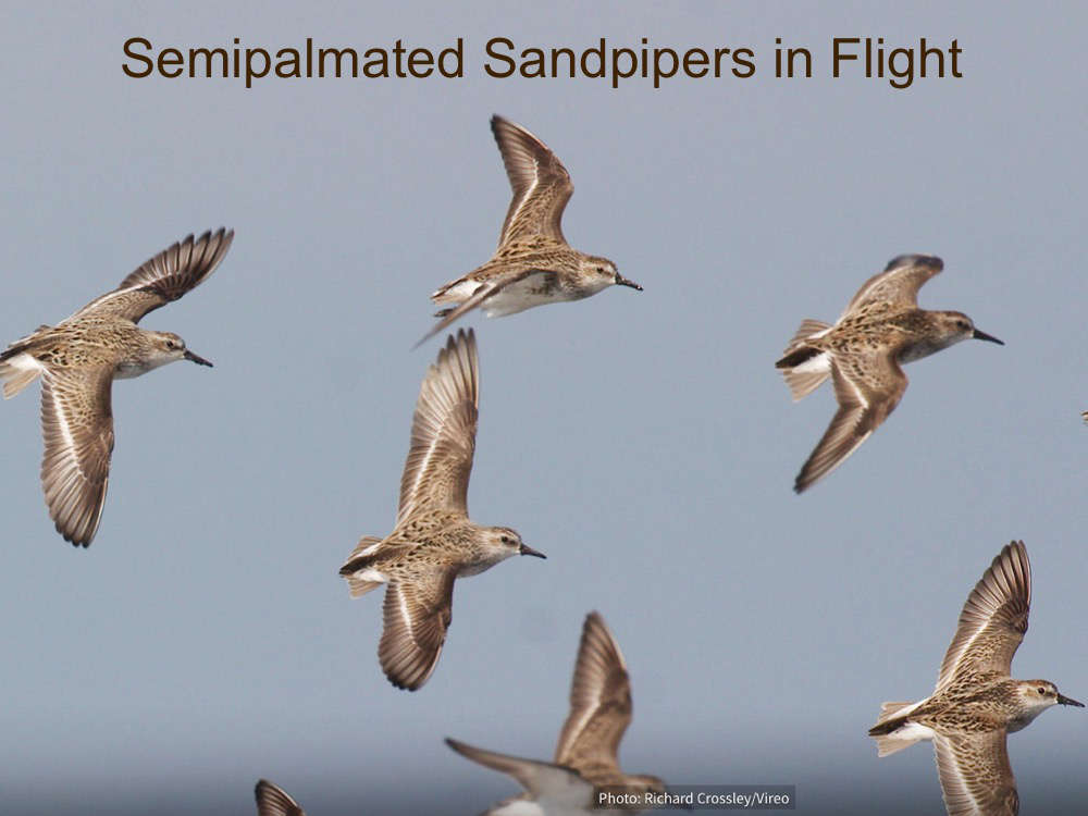 Semi-palmated Sandpipers Increase their intake of Omega-3 Prior to their 5000+ mile migration