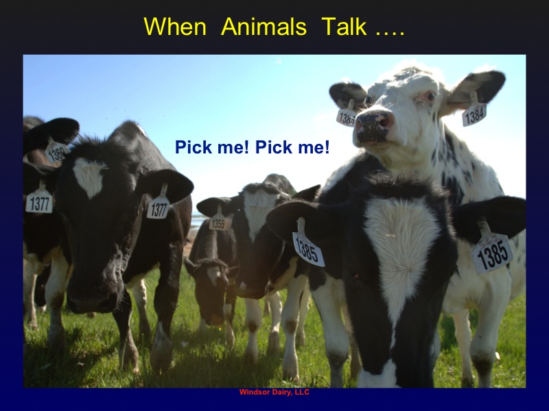 When Animals Talk