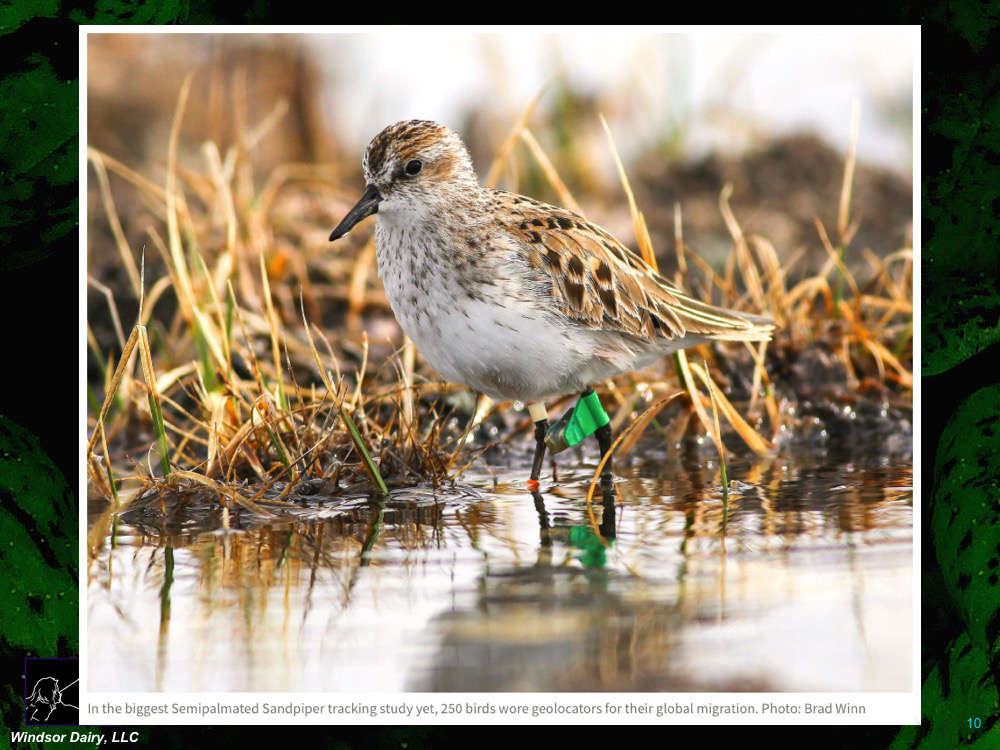 Semi-palmated Sandpipers Increase their intake of Omega-3 Prior to their 5000+ mile migration